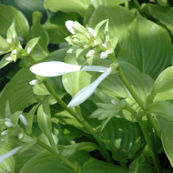 Хоста Роял Стандарт (Royal Standard) [L]