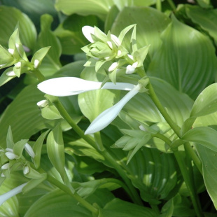 Хоста Роял Стандарт (Royal Standard) [L]