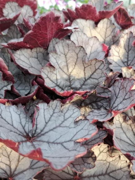 Гейхера Сильверберри (Silverberry) купить с доставкой Гейхера Сильверберри (Silverberry) купить с доставкой