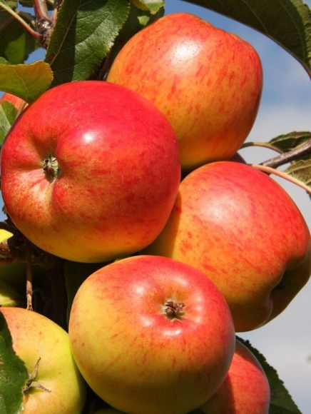 Яблоня Колоновидная Арбат купить с доставкой