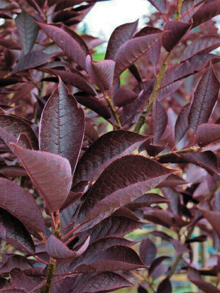 Черемуха Краснолистная (Purpurea)