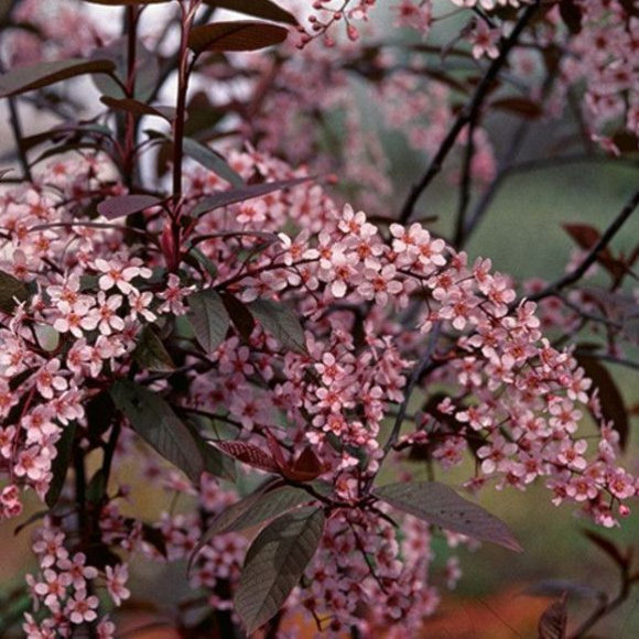 Цветки черемухи краснолистной Цветки черемухи краснолистной