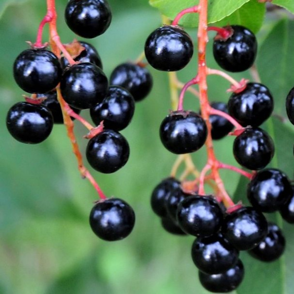 Ягоды черемухи краснолистной Ягоды черемухи краснолистной