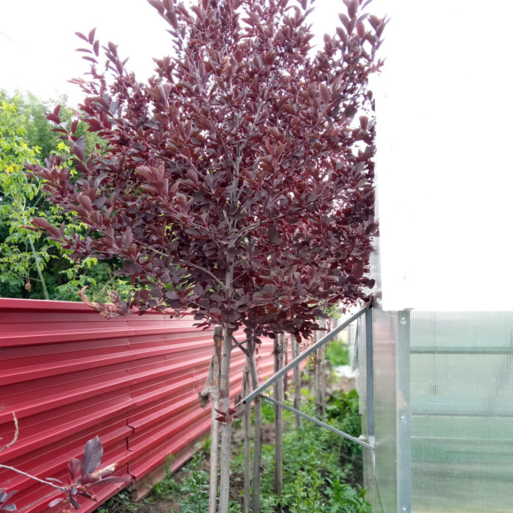 Черемуха Краснолистная (Purpurea) купить с доставкой Черемуха Краснолистная (Purpurea) купить с доставкой