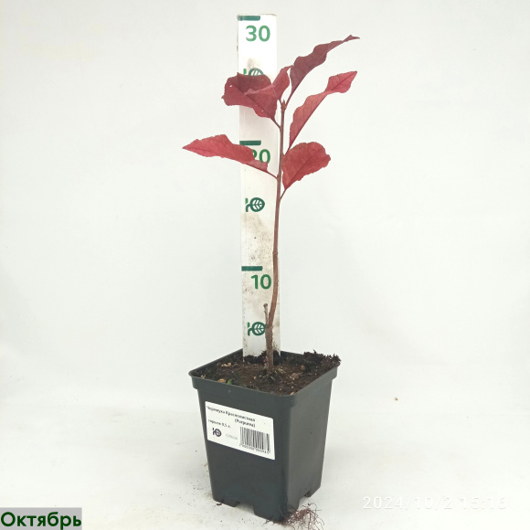 Черемуха Краснолистная (Purpurea) купить с доставкой Черемуха Краснолистная (Purpurea) купить с доставкой