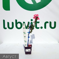 Флокс Золотая Русь Флокс Золотая Русь