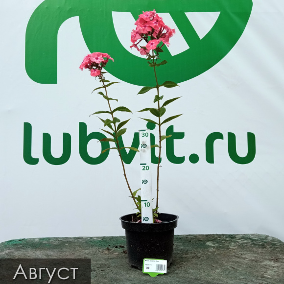 Флокс Золотая Русь купить с доставкой