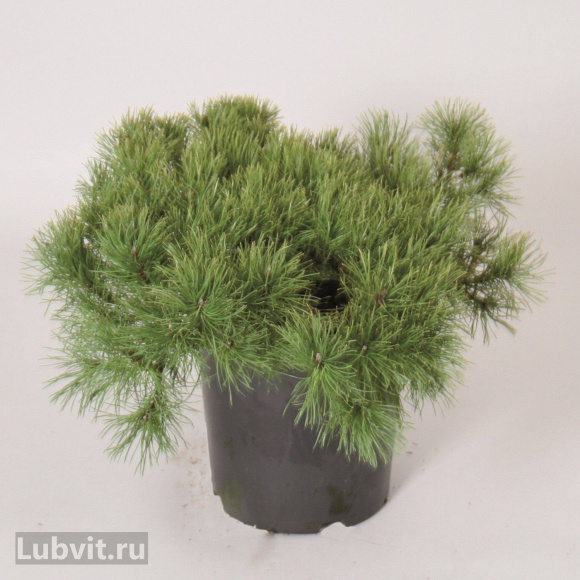 Сосна горная Мугус (Mughus) купить с доставкой