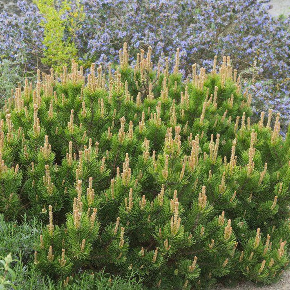 Сосна горная Мугус (Mughus) купить с доставкой