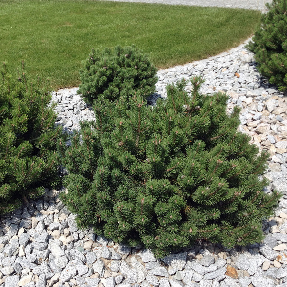 Сосна горная Мугус (Mughus) купить с доставкой