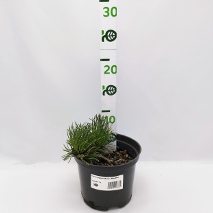 Сосна горная Мугус (Mughus)