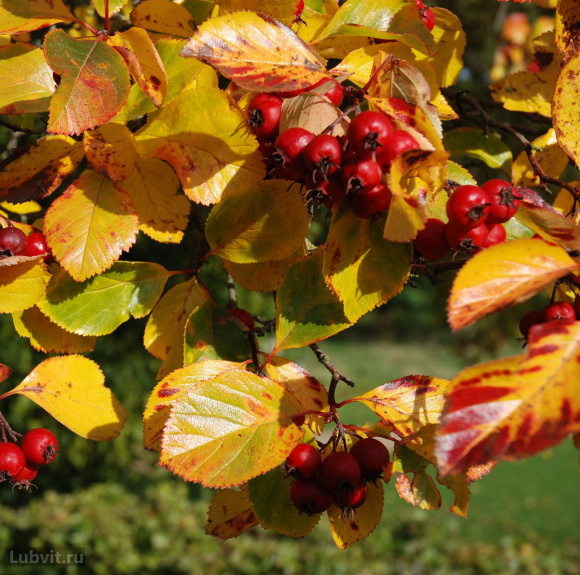 Боярышник Шарлаховый (Crataegus coccinea) купить с доставкой Боярышник Шарлаховый (Crataegus coccinea) купить с доставкой