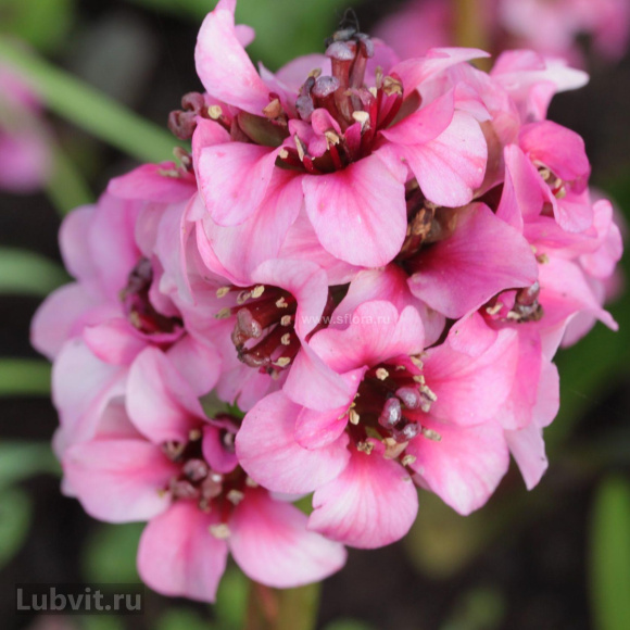 Бадан Драгонфлай Сакура (Dragonfly Sakura) купить с доставкой