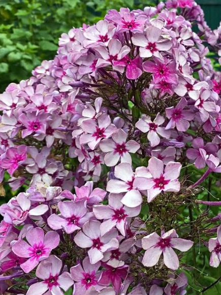 Флокс Гаврюша купить с доставкой