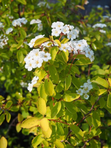 Спирея Аурея (Aurea) купить с доставкой