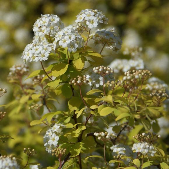 Спирея Аурея (Aurea) купить с доставкой Спирея Аурея (Aurea) купить с доставкой