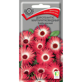 Доротеантус маргаритковидный Бэмби красный [Поиск]