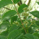 Бархат Амурский (Phellodendron amurense) купить с доставкой