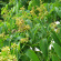 Бархат Амурский (Phellodendron amurense) купить с доставкой
