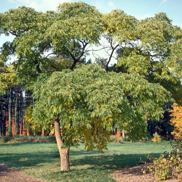 Бархат Амурский (Phellodendron amurense) купить с доставкой