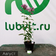 Флокс Звездочет Флокс Звездочет