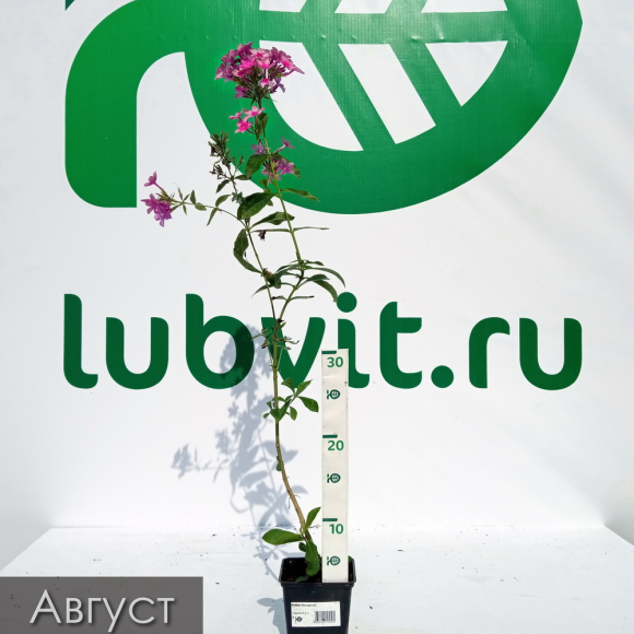 Флокс Звездочет купить с доставкой Флокс Звездочет купить с доставкой