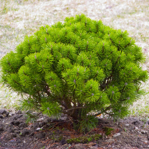 Сосна горная (Pinus mugo) с доставкой