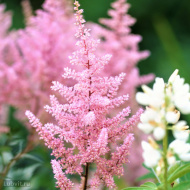 Астильба Светло-розовая