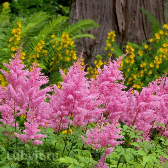 Астильба Светло-розовая купить с доставкой Астильба Светло-розовая купить с доставкой