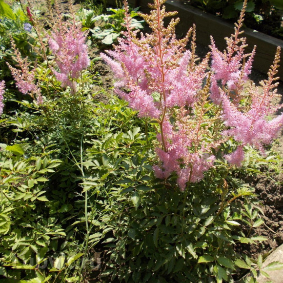 Астильба Светло-розовая купить с доставкой Астильба Светло-розовая купить с доставкой