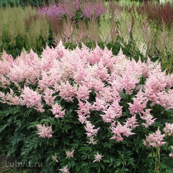Астильба Светло-розовая купить с доставкой Астильба Светло-розовая купить с доставкой