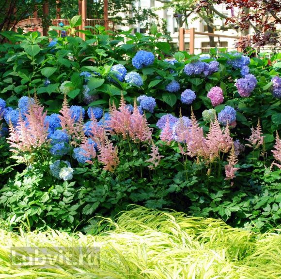 Астильба Светло-розовая купить с доставкой Астильба Светло-розовая купить с доставкой