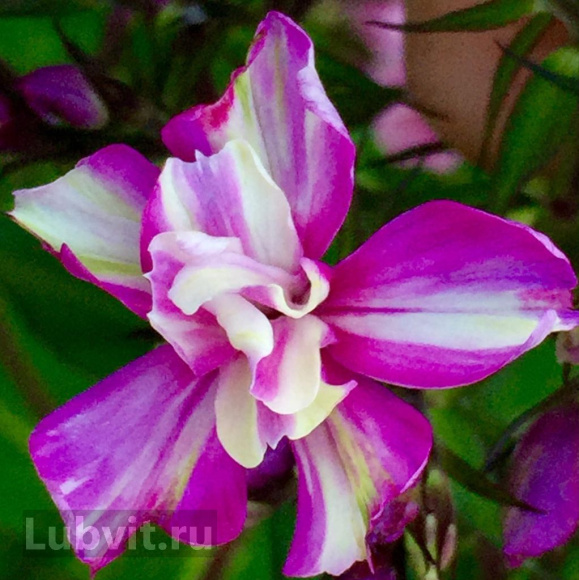 Флокс Квазимодо купить с доставкой Флокс Квазимодо купить с доставкой