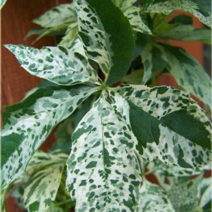 Девичий виноград Звездные Души (Monham)