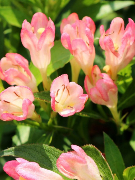 Вейгела Олл Саммер Пич (All Summer Peach) купить с доставкой