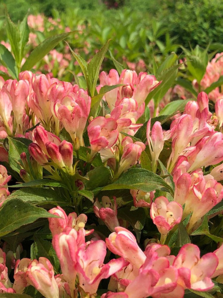 Вейгела Олл Саммер Пич (All Summer Peach) купить с доставкой