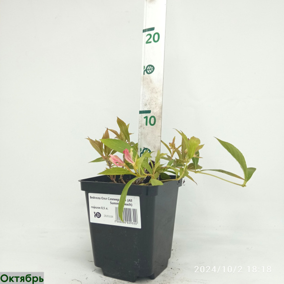 Вейгела Олл Саммер Пич (All Summer Peach) купить с доставкой Вейгела Олл Саммер Пич (All Summer Peach) купить с доставкой