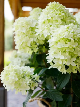 Гортензия Вайтлайт (Whitelight) метельчатая