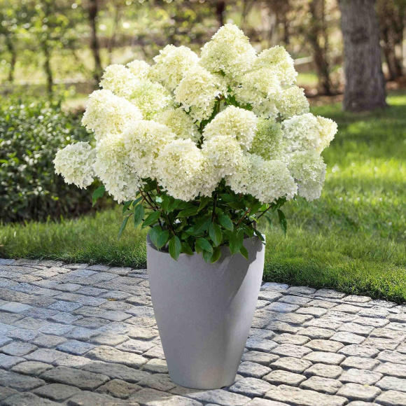 Гортензия Вайтлайт (Whitelight) метельчатая купить с доставкой