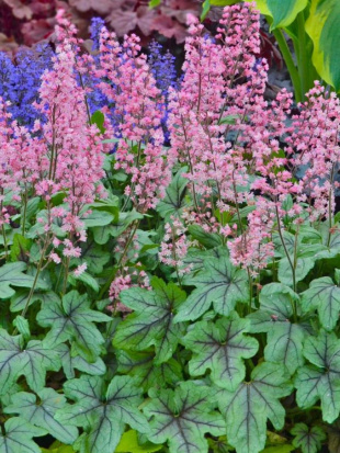 Гейхерелла Пинк Физ (Pink Fiizz)