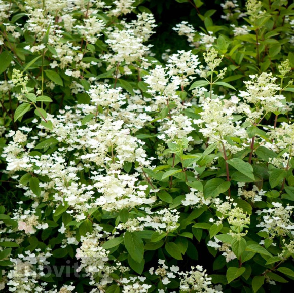 Гортензия Дартс Литтл Дот (Dart's Little Dot) метельчатая купить с доставкой Гортензия Дартс Литтл Дот (Dart's Little Dot) метельчатая купить с доставкой