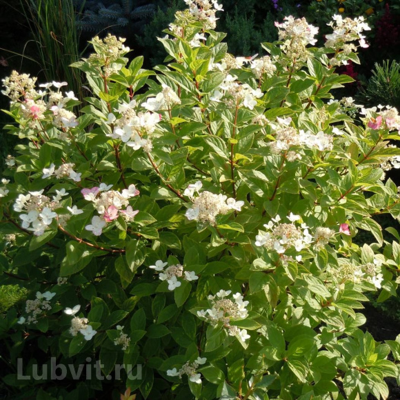 Гортензия Дартс Литтл Дот (Dart's Little Dot) метельчатая купить с доставкой Гортензия Дартс Литтл Дот (Dart's Little Dot) метельчатая купить с доставкой