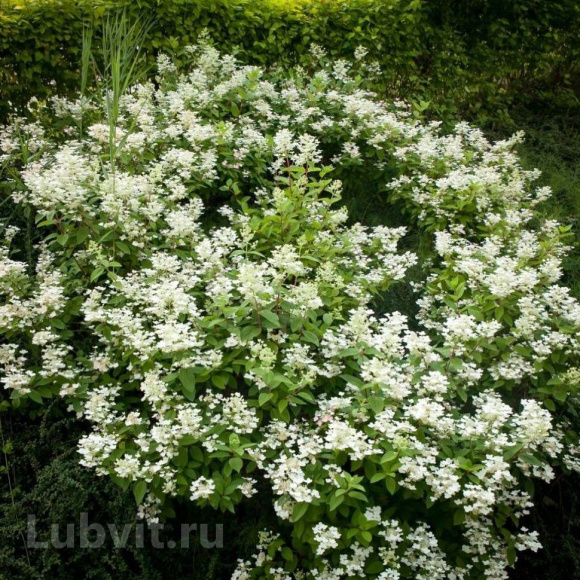 Гортензия Дартс Литтл Дот (Dart's Little Dot) метельчатая купить с доставкой Гортензия Дартс Литтл Дот (Dart's Little Dot) метельчатая купить с доставкой