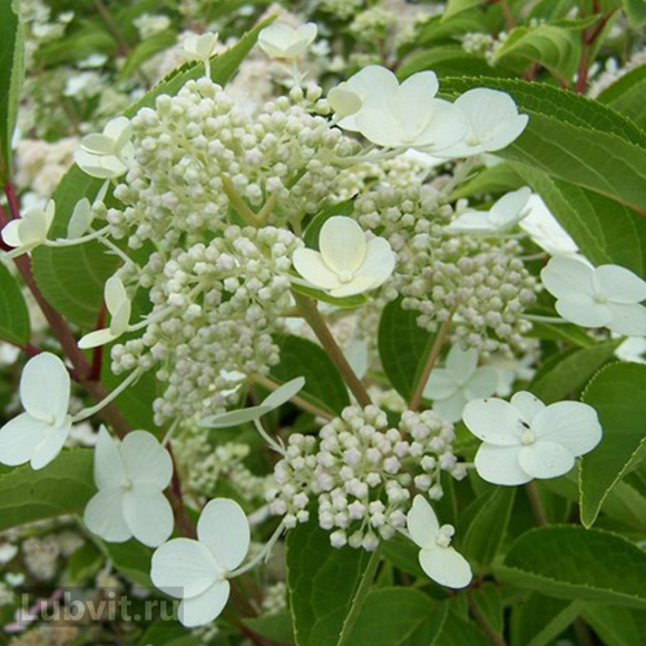 Гортензия Дартс Литтл Дот (Dart's Little Dot) метельчатая купить с доставкой Гортензия Дартс Литтл Дот (Dart's Little Dot) метельчатая купить с доставкой