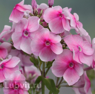 Флокс Феникс