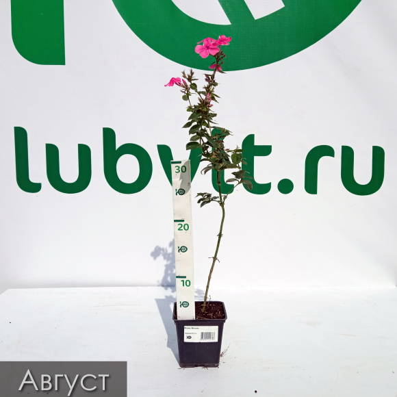 Флокс Феникс купить с доставкой