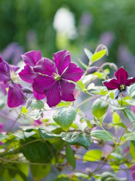 Клематис Полиш Спирит (Polish Spirit) купить с доставкой