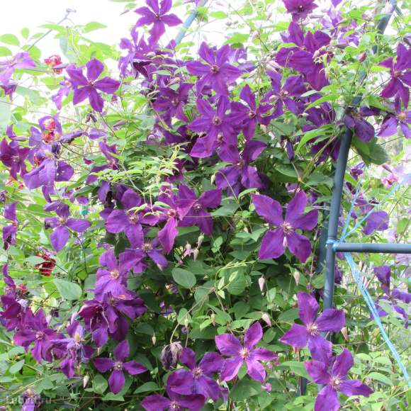 Клематис Полиш Спирит (Polish Spirit) купить с доставкой Клематис Полиш Спирит (Polish Spirit) купить с доставкой