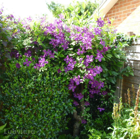 Клематис Полиш Спирит (Polish Spirit) купить с доставкой Клематис Полиш Спирит (Polish Spirit) купить с доставкой