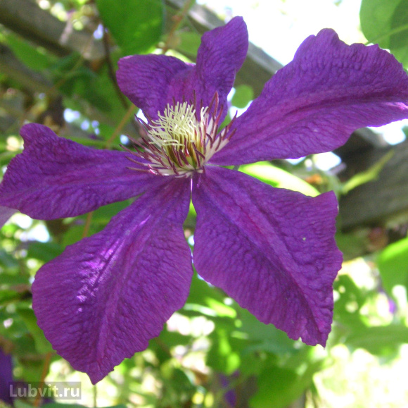 Клематис Полиш Спирит (Polish Spirit) купить с доставкой Клематис Полиш Спирит (Polish Spirit) купить с доставкой